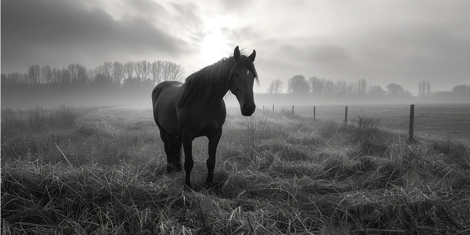 Śmierć zwierząt - jak zapewnić godny pochówek