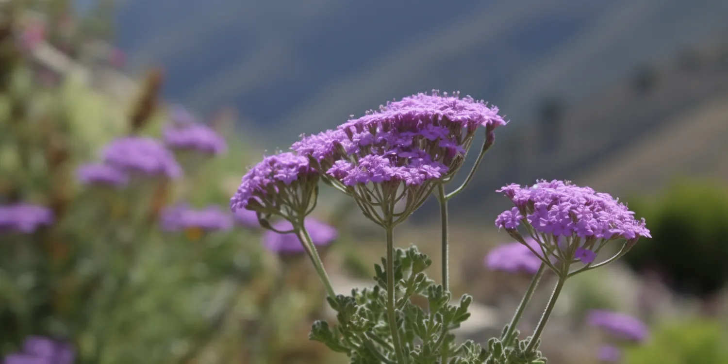 Ogród jak urządzić?